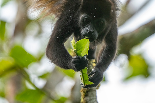 Howler monkey in a tree overlooking the Rio Corobici in Costa Rica.