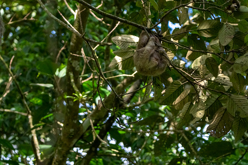 Three toed sloth in a Costa Rican cloud forest.