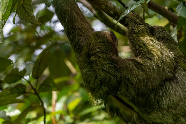 istock Three toed sloth in a Costa Rican cloud forest 1472498906