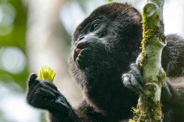 Howler monkey in a tree overlooking the Rio Corobici in Costa Rica.