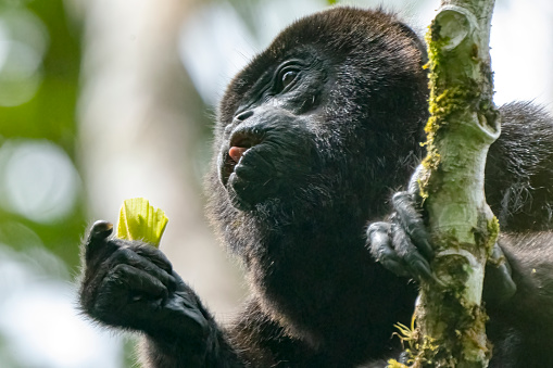 Bonobo (Pan Paniscus) on a tree branch. Democratic Republic of Congo. Africa