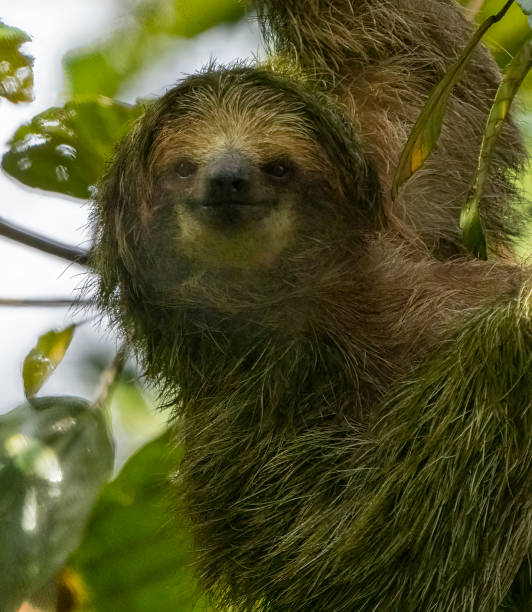 istock Three toed sloth in a Costa Rican cloud forest 1472499124