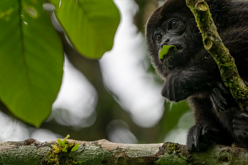 Howler monkey in a tree overlooking the Rio Corobici in Costa Rica.