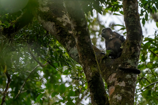 Howler monkey in a tree overlooking the Rio Corobici in Costa Rica.