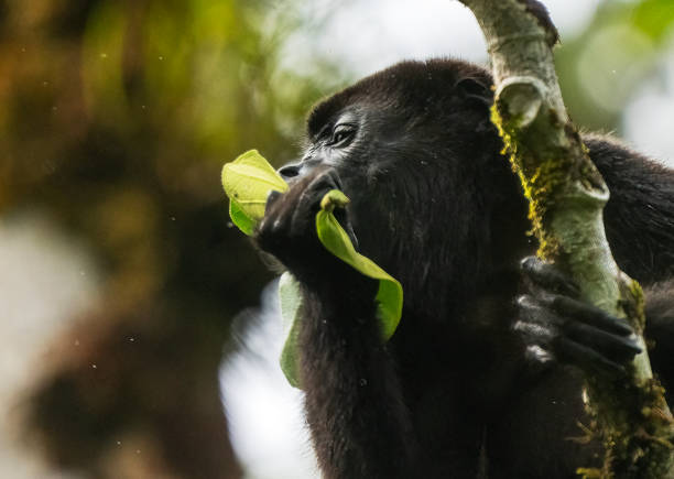 Howler monkey in a tree overlooking the Rio Corobici in Costa Rica.