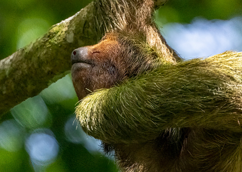 Three toed sloth in a Costa Rican cloud forest.
