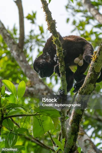 Howler Monkey In A Tree Overlooking The Rio Corobici In Costa Rica Stock Photo - Download Image Now