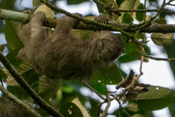 istock Three toed sloth in a Costa Rican cloud forest 1472499540