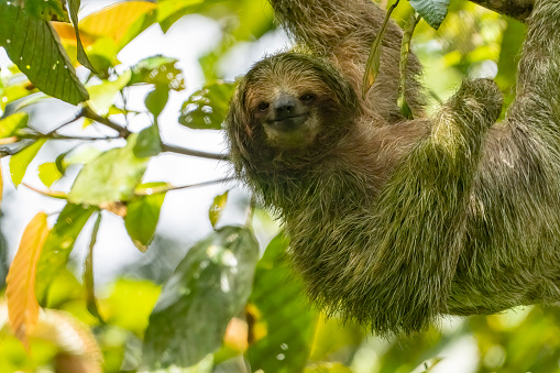 Three toed sloth in a Costa Rican cloud forest.