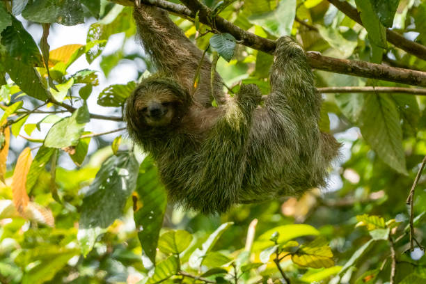 istock Three toed sloth in a Costa Rican cloud forest 1472499651