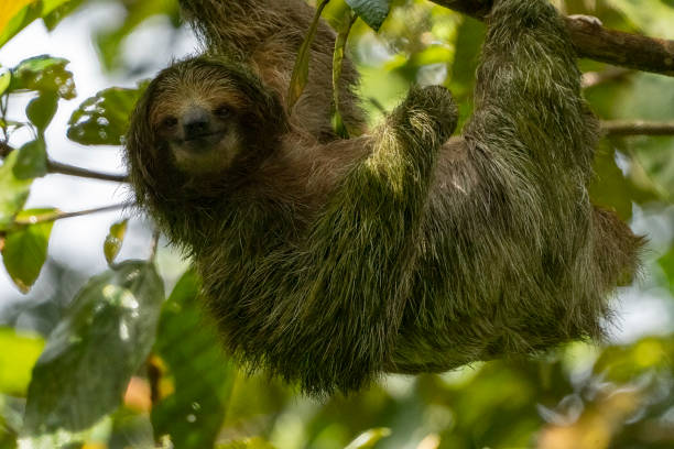 istock Three toed sloth in a Costa Rican cloud forest 1472499869