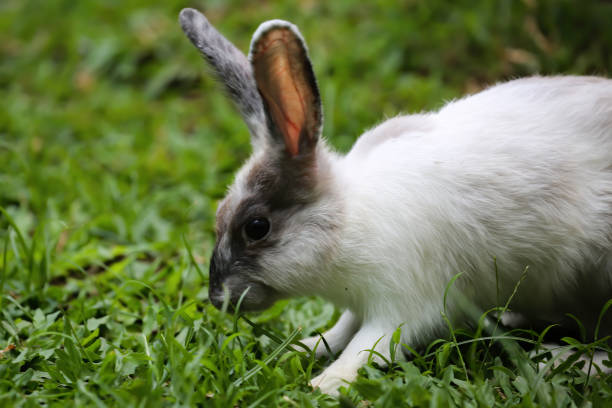 istock A rabbit wants to pounce on something in the green grass 1472500794