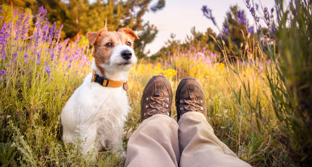 Happy dog sitting with her owner in the grass