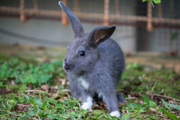istock The rabbit is gray on the green grass 1472500961