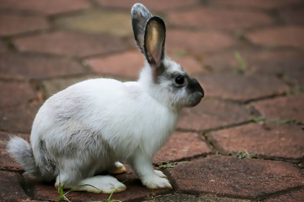 istock The best pose of a rabbit 1472500981
