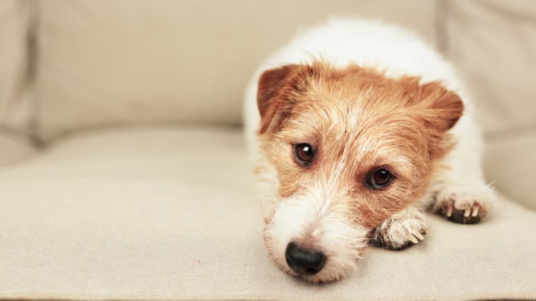 Cute dog relaxing, listening and looking on the sofa