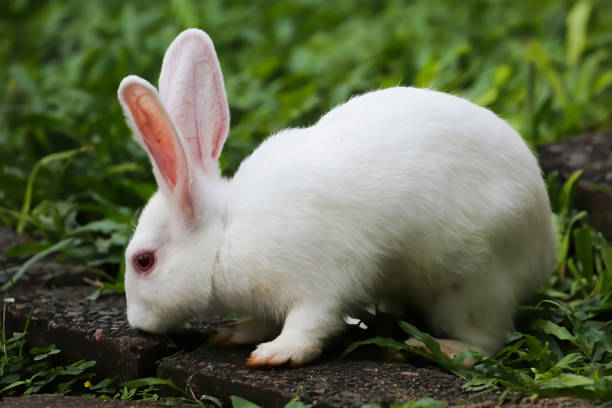 istock The white rabbit is on the green grass 1472500991