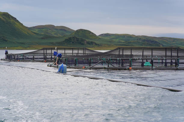 istock A Salmon farm on the Scottish west coast 1472501039