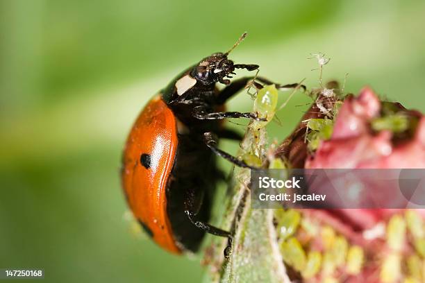 Marienkäfer Heben Ein Blattlaus Stockfoto und mehr Bilder von Rose - Rose, Blattlaus, Marienkäfer