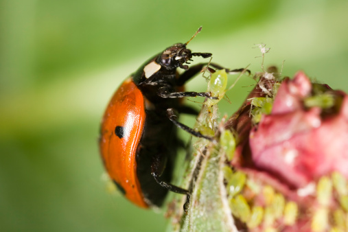 Ladybug picking up an aphid