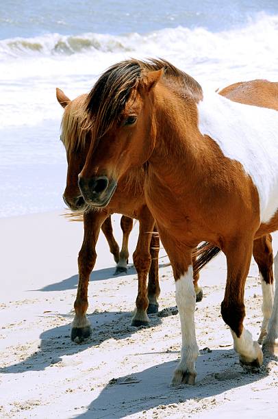 istock Assateague Island's wild horses walking on the Beach 147250223
