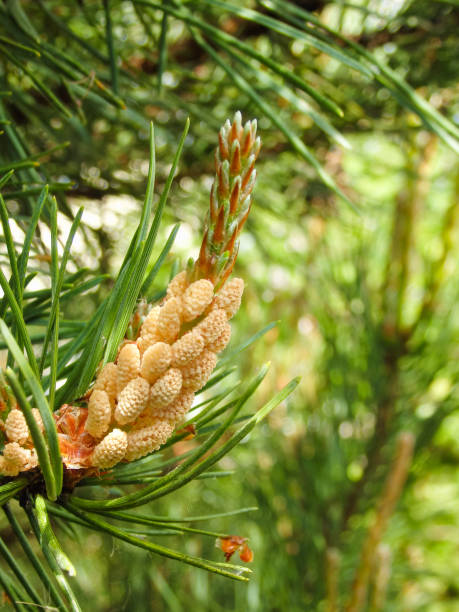 yellow pollen on a new pine blossom. blooming evergreen pine tree with male pine cones. young shoots of black pine full of male flowers - growth new evergreen tree pine tree imagens e fotografias de stock