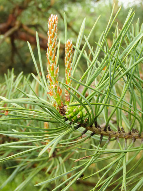 yellow pollen on a new pine blossom. blooming evergreen pine tree with male pine cones. young shoots of black pine full of male flowers - growth new evergreen tree pine tree imagens e fotografias de stock