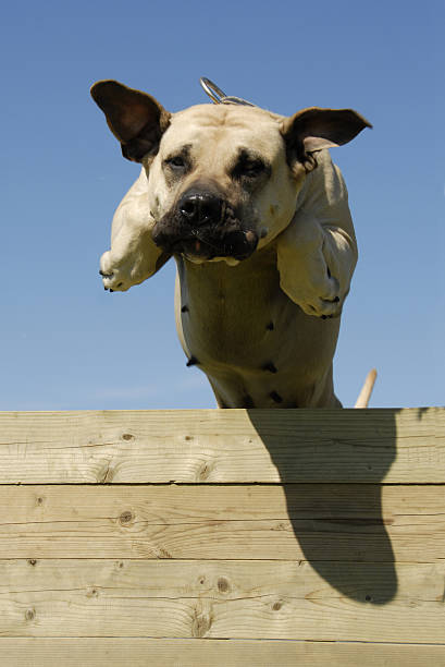 jumping canarian doge portrait of a beautiful jumping purebred dogo canario dog aggression education friendship stock pictures, royalty-free photos & images