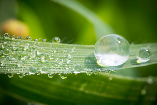 Dandelion and dew drops - Abstract Macro like alien landscape