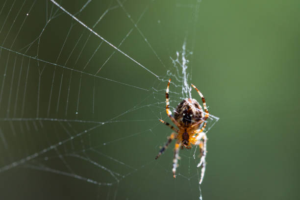 istock The spider climbs up the web. Close-up. 1472502614