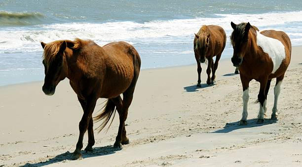 istock Wild Horses along the Beach on Assateague Island 147250264