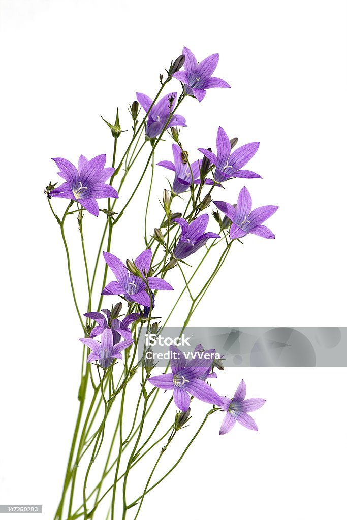 Bell-FLORES - Foto de stock de Azul libre de derechos