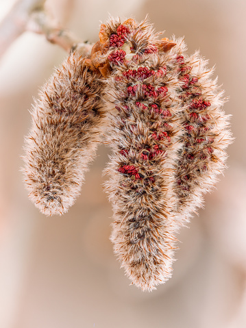Kleiner Zweig der Pappel (Populus tremula) mit herabhängenden Blütenkätzchen.