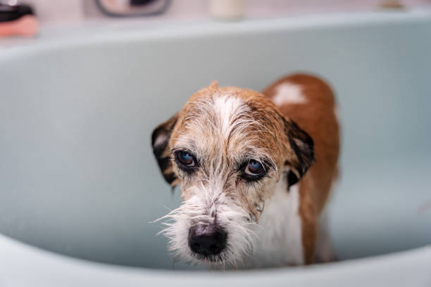 istock A wet dog in a bathtub 1472504243
