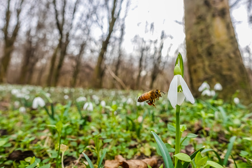 single bee flying to a blossom from a snowdrop in the spring