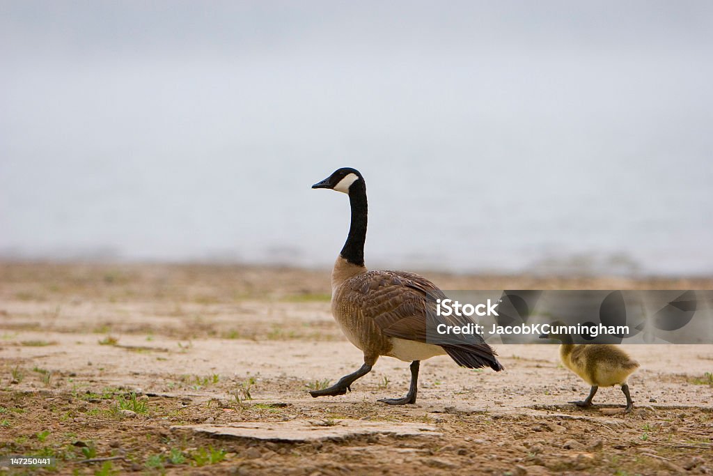 Mãe Goose e Cria de ganso - Royalty-free A caminho Foto de stock