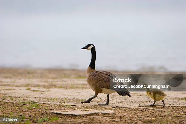 Mãe Goose E Cria De Ganso - Fotografias de stock e mais imagens de A caminho - A caminho, Acontecimentos da Vida, Amor