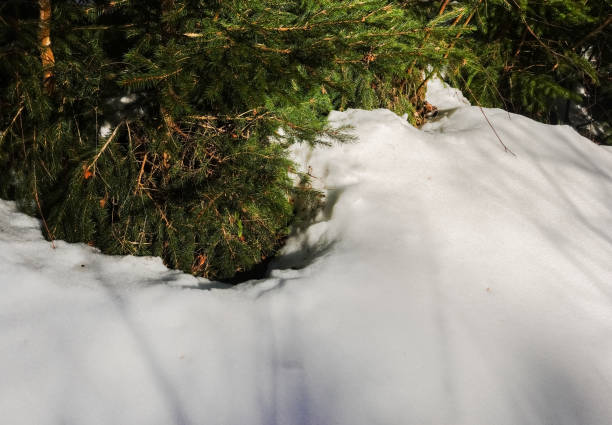 istock snow and green pine trees during hiking in the spring 1472504444