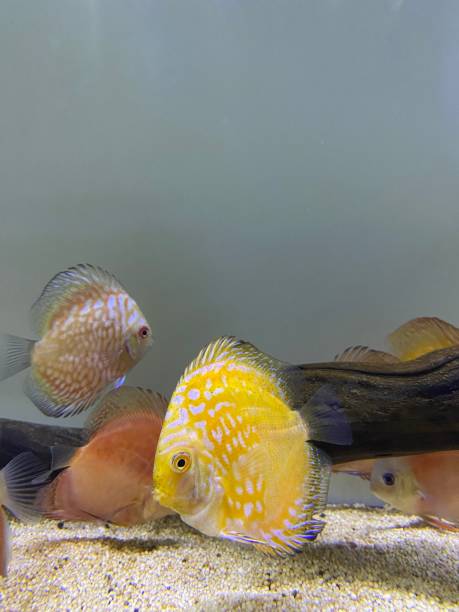 istock Colorful discus fish swimming in the aquarium 1472506221