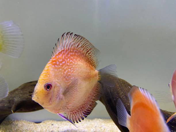 istock Colorful discus fish swimming in aquarium 1472506361