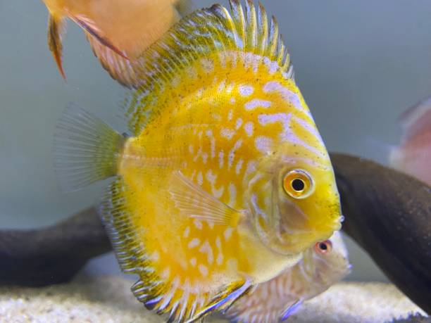 istock Colorful discus fish swimming in aquarium 1472506447
