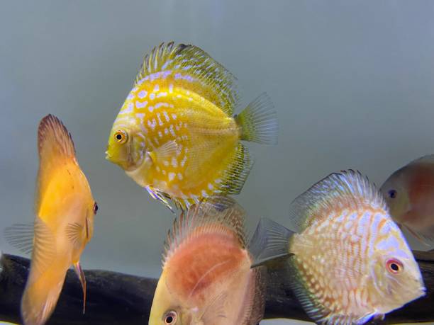 istock Colorful discus fish swimming in aquarium 1472506504