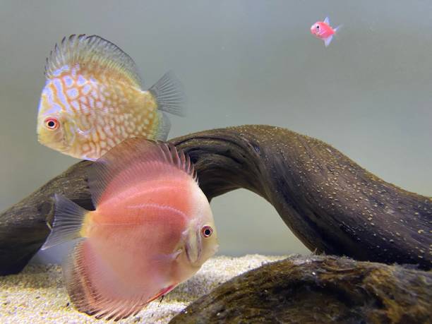 istock Colorful discus fish swimming in aquarium 1472506661
