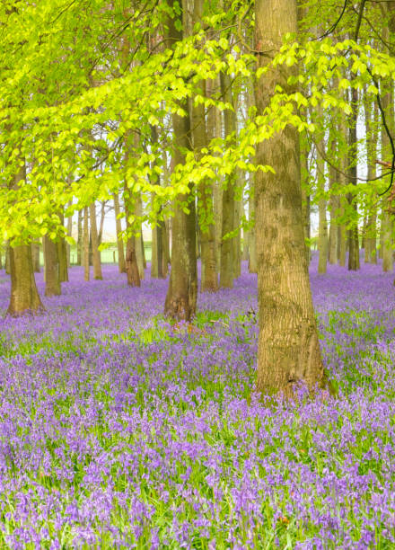 Low-angled sunlight shines through trees in bluebell woods of Dorset near Blandford
