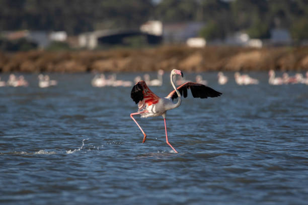 istock Greater flamingo (Phoenicopterus roseus) 1472507556