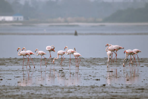 istock Greater flamingos (Phoenicopterus roseus) 1472507598