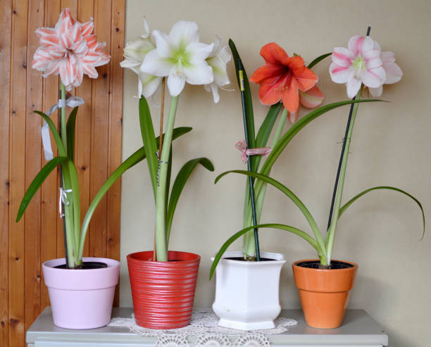istock colorful amaryllises in bloom in flower pot 1472507619