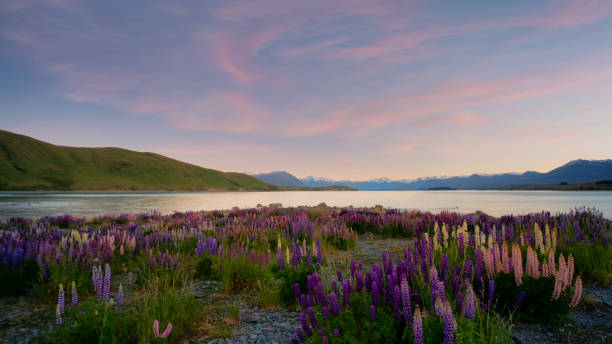 istock The Lupins Of Lake Tekapo 1472507632