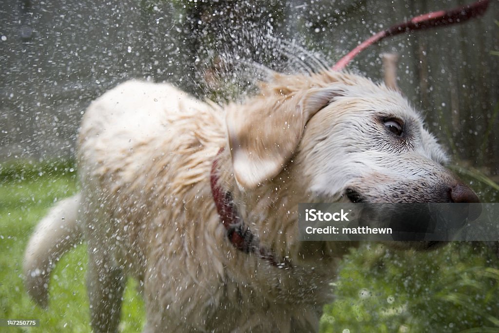 Hund mit dem nach Bad - Lizenzfrei Durchnässt Stock-Foto