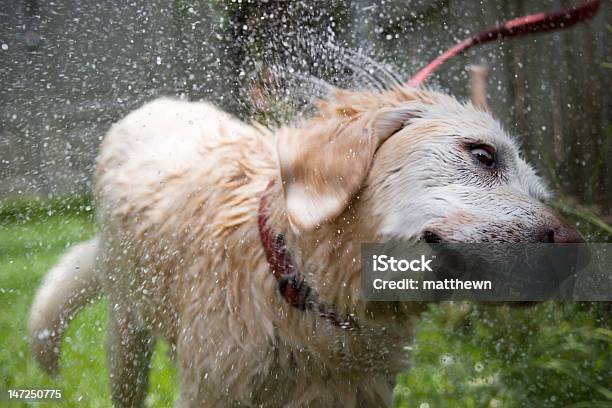 Hund Mit Dem Nach Bad Stockfoto und mehr Bilder von Durchnässt - Durchnässt, Erfrischung, Erleichterung